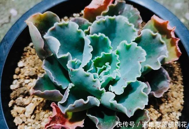 意境|10款意境深远的蓝色系多肉！养成老桩美呆了！越养越爱！