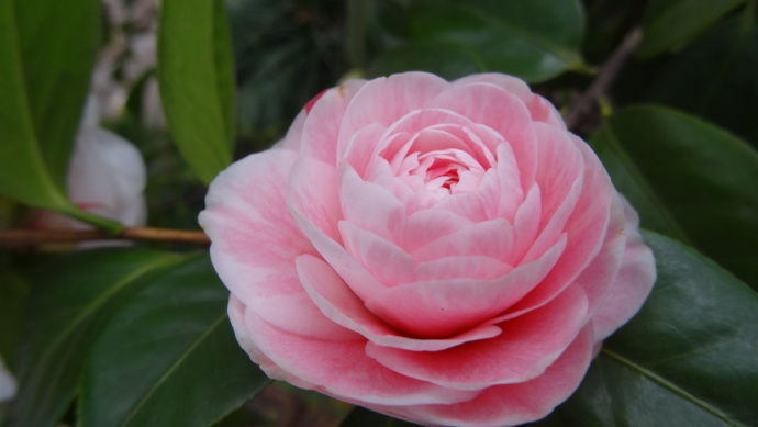 喜欢菊花，不如养盆花十八学士，似贵族少女，贵气十足，太美了！