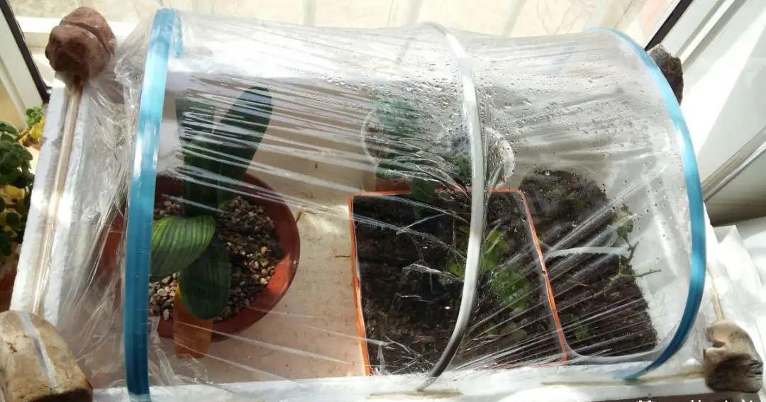 10个偏方,能省不少钱,把花养的又肥又壮