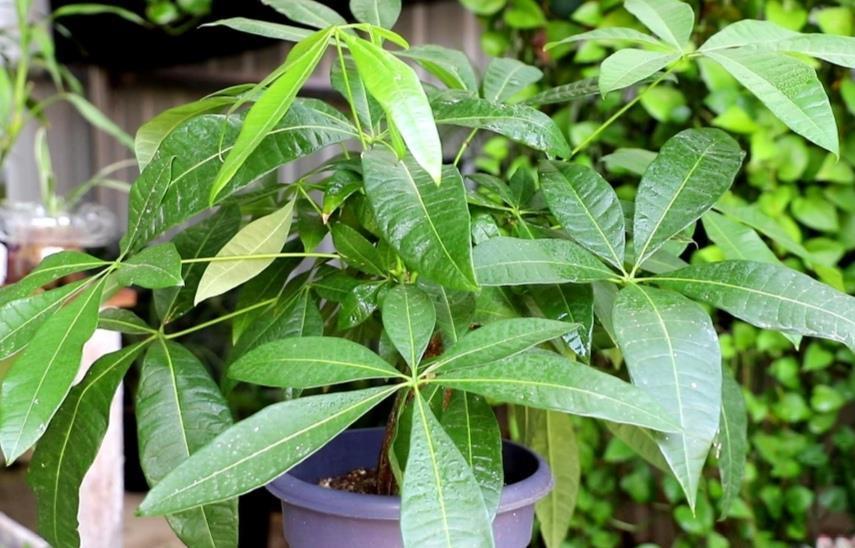 发财树烂根不要扔,给它做3件事,重新长出新根