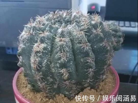 10种不能淋雨的花,淋完雨就死,盆栽养花注意事项