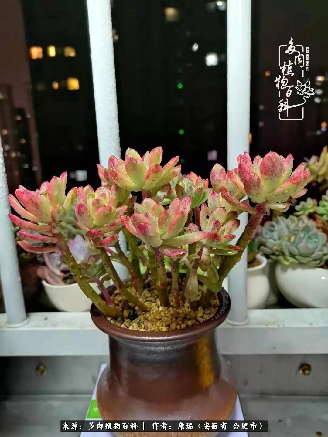 养肉之路,道阻且长,累的是身体,净的是心灵!