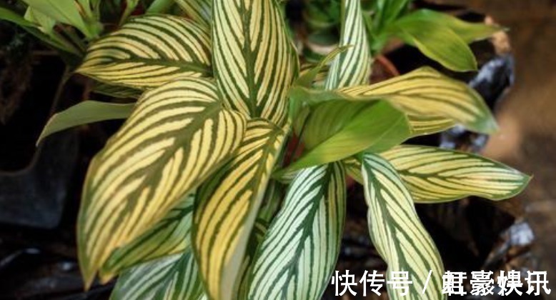 家里要养这5种绿植,能净化空气寓意好,新手也能养,观赏价值高