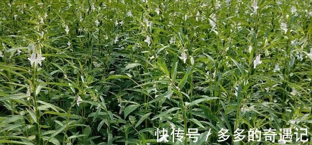 干菜|这个美食大家只知道种子能吃，殊不知叶子更珍贵，如今30元一斤！