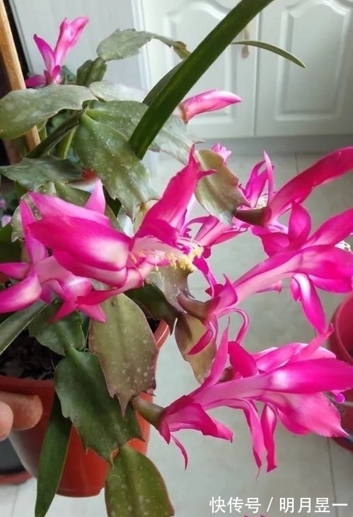 浇水量|蟹爪兰焉焉的怎么办蟹爪兰要怎么浇水是浇大水还是少浇水