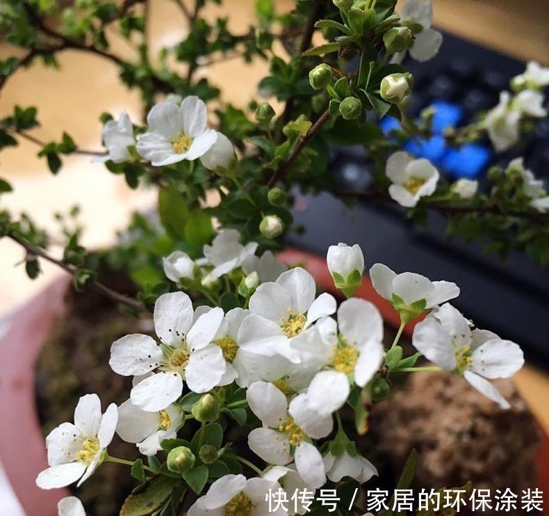 过冬|两种“耐寒花卉”,冬季可室外过冬,不怕冷,开花多