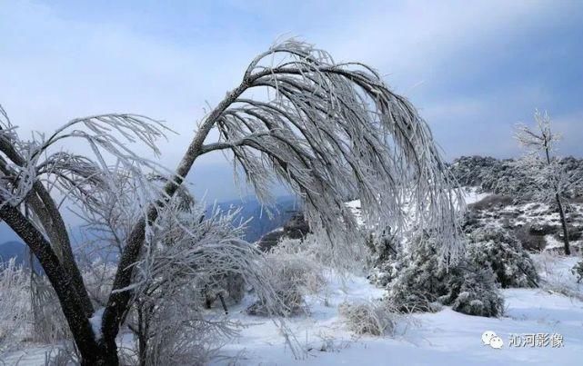 雪后王莽岭，美得不要不要的！