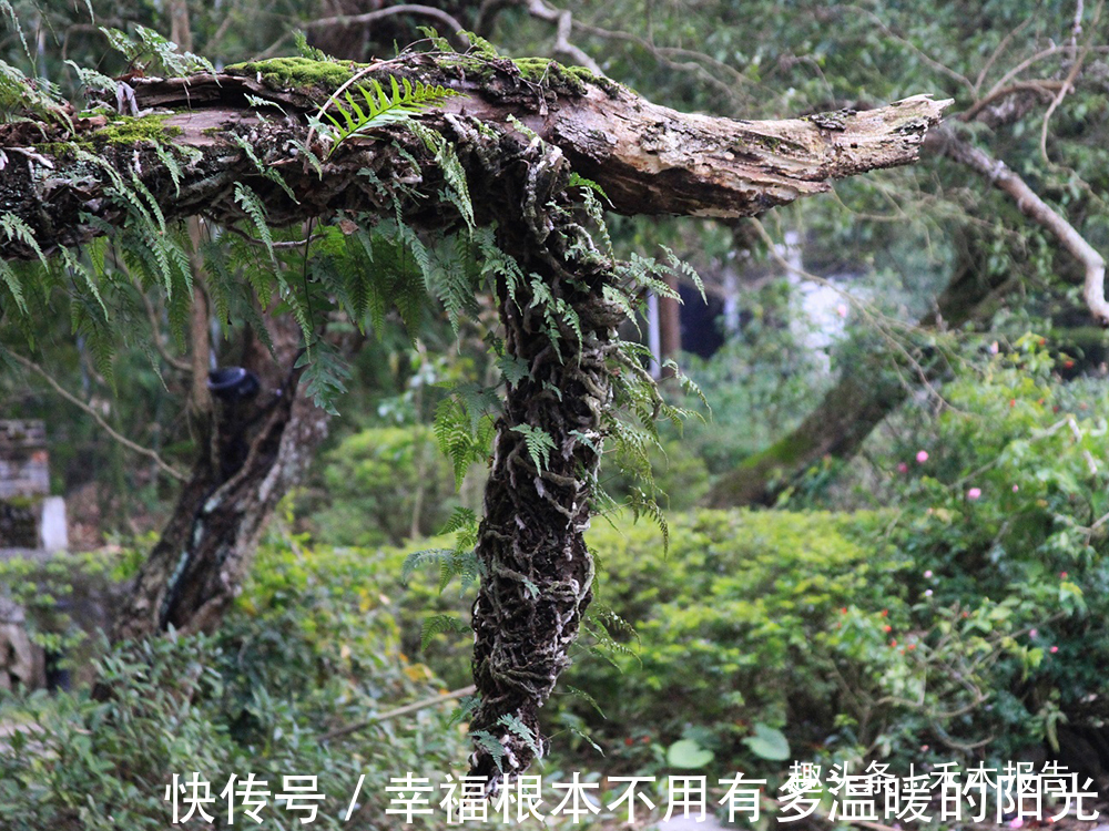 蕨类植物|名字有点吓人，山里人却当成宝，常拿来泡酒，如今20元一斤很稀罕