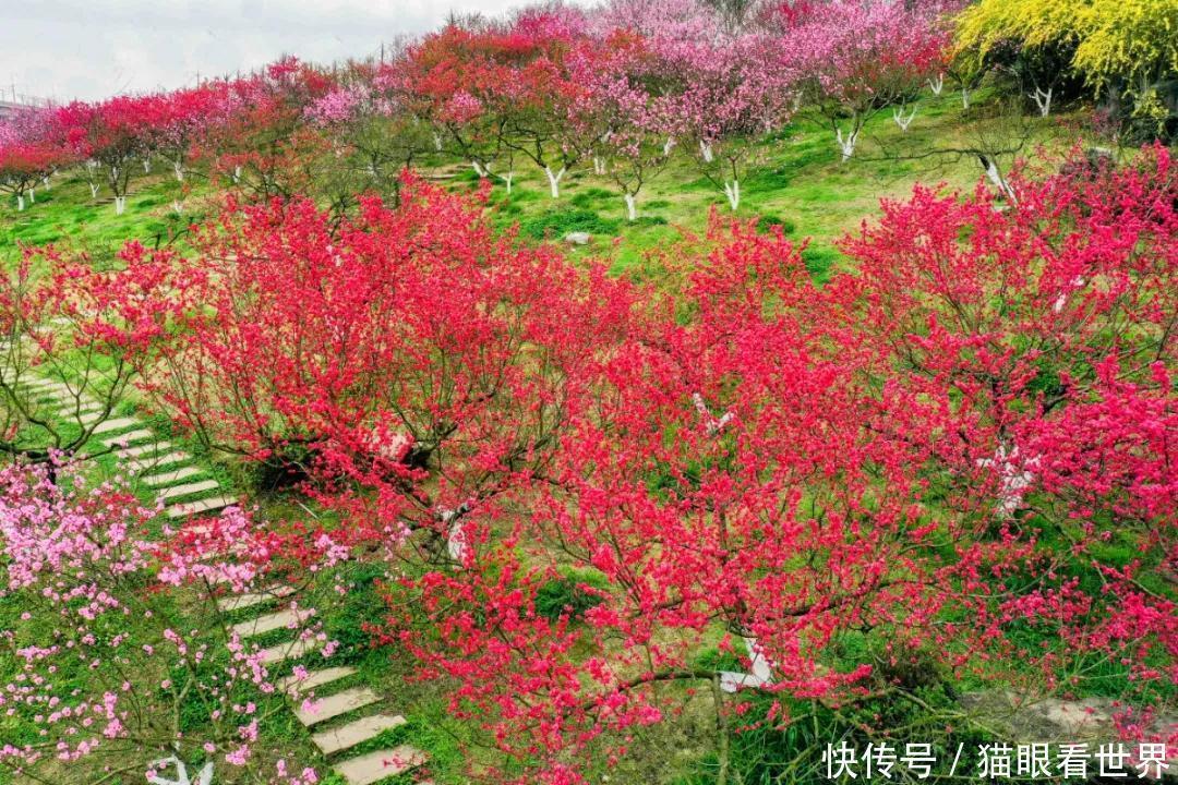 中年|打卡拍照赶紧出发吧秀丽东方桃花开了还有西南最大冰岛虞美人花海