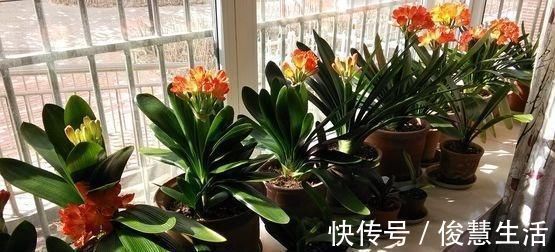 花盆|君子兰,两种“零食”喂下去,叶肥花多,爆满盆