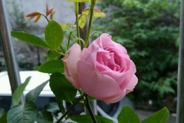 绿星|5月23日开始,家养此款花卉,四季有花赏,栽培容易,你值得拥有