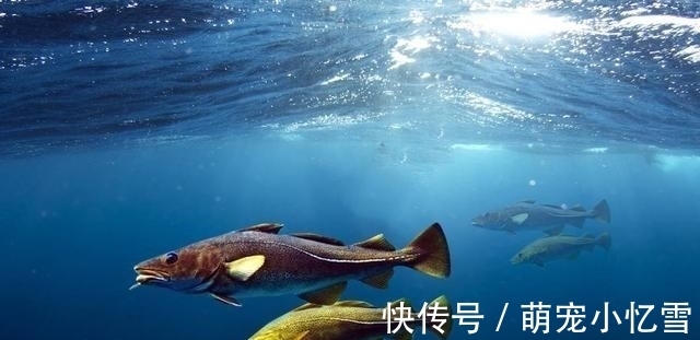 这鱼是“海中黄金”，肉质鲜美细嫩，仅6元1斤，却很多人都忽视