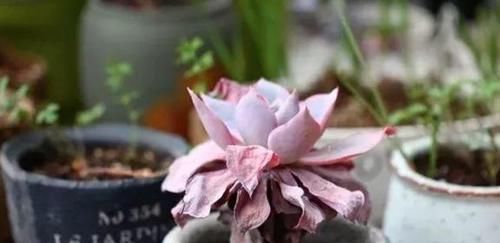 二九寒天，养多肉，想保命就得做到这“3多1少”