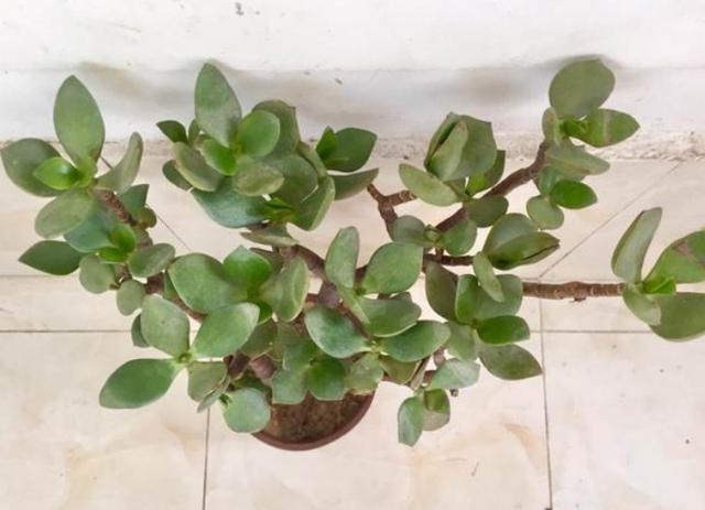 天热养花换土满足2条件，注重3细节，植株方可服盆快、不僵苗