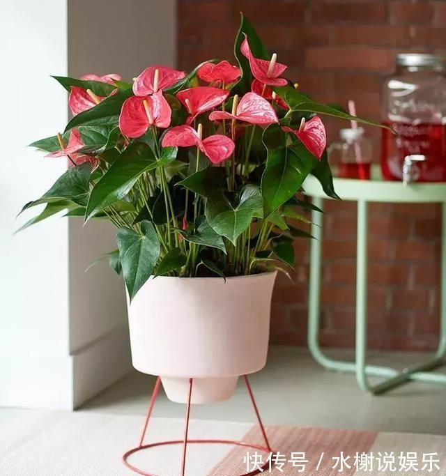 5种花最怕晒，天天不见光，开花却火爆，一朵一朵炸花球