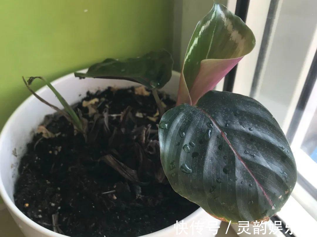 6种花一天不浇水，叶子就耷拉，缺水3天就死翘！