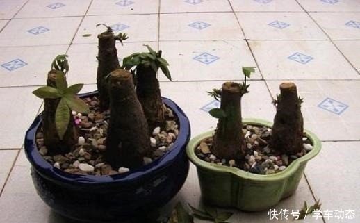 3类种子得捡回家,冬天将它扔水里,呼呼长成漂亮的绿植盆栽!