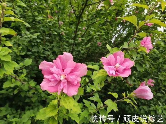 农村的4种花,味道比“鸡肉”香,煎炒煮汤,是一道美味!
