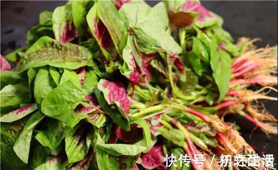 红薯叶|3种有钱不一定能买到的绿色蔬菜，含钙高还不打药，夏季吃正当时