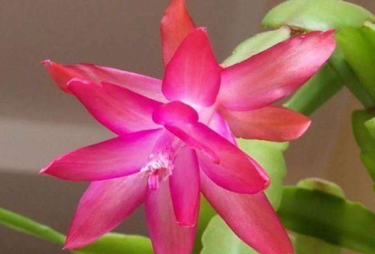 4种花是懒人的最爱,有阳光就爆盆,名字也是超好听的