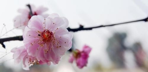 选婿|姑娘出联选婿“擒蛟龙,刺血研来写庚东”,苏轼代徒联姻促佳缘
