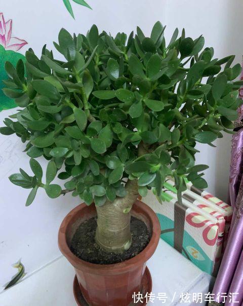 家里养上三种树，旺财旺人，你家养的吗？