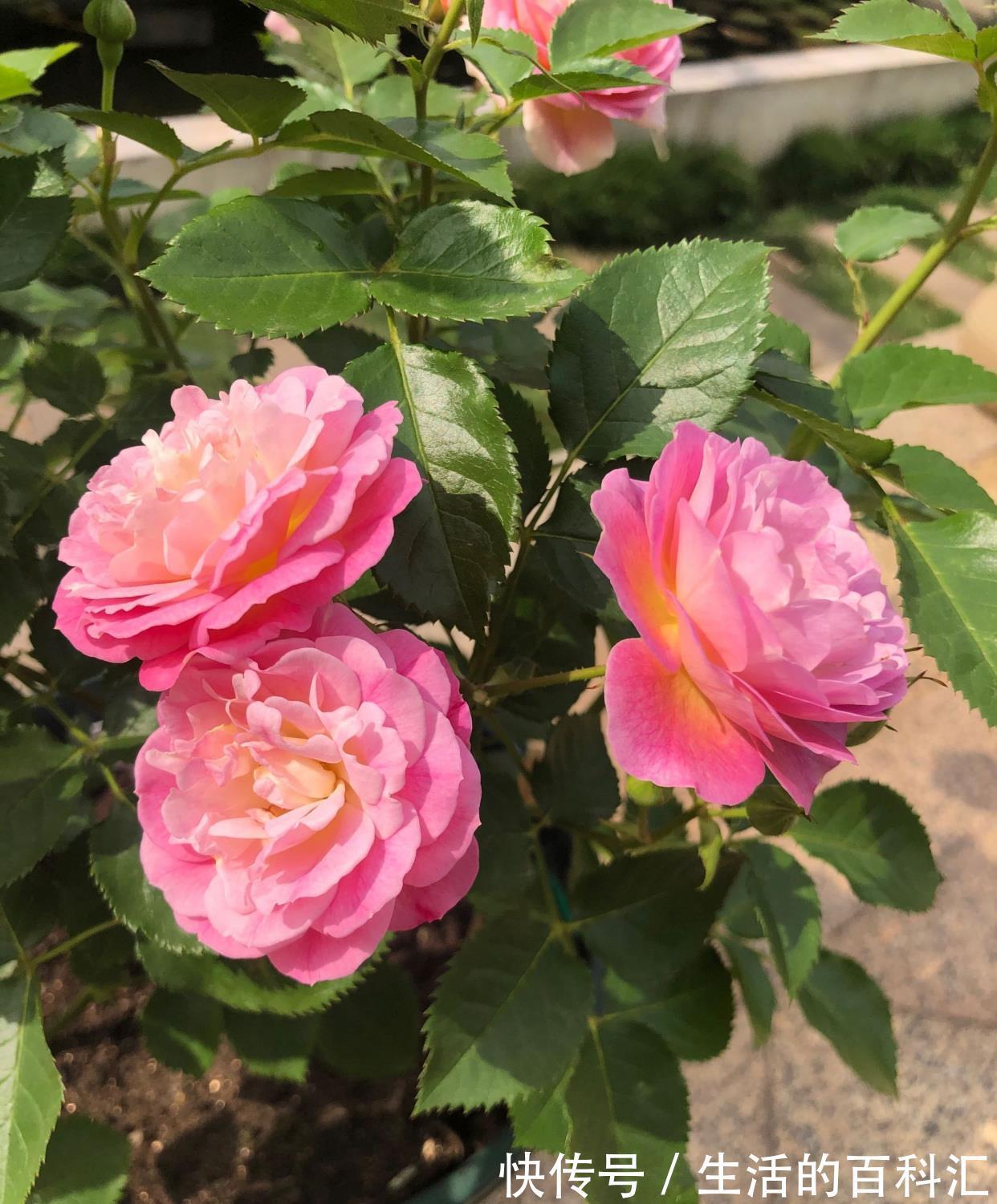 花友|阳台盆栽新宠,花朵美又香,丰花勤花,冬天也有花看