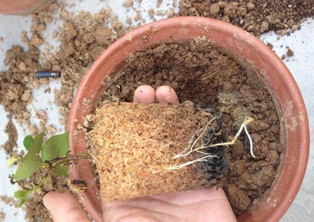 花盆|花盆下垫上“4料”,胜过磷酸二氢钾,养啥花都旺