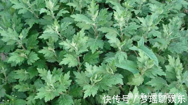 雞血藤|農村野草皆是寶，除了艾草和益母草，這些野菜對女性也有幫助哦