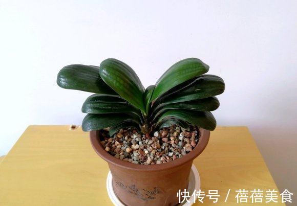 君子兰不开花，做好这5点，花箭呼呼往外窜，冬天就能开花