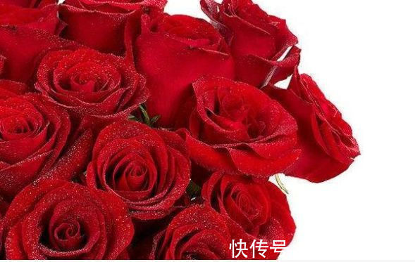 牡丹|喜欢牡丹,不如养盆“玫瑰精品”卡罗拉,花开红艳似火,美艳优雅