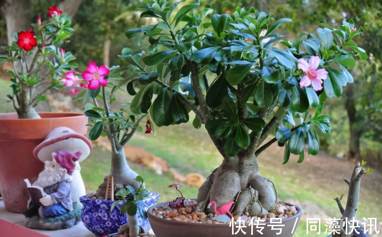 养花“贵精”不在多,养上这“3种”,谁看了都喜欢