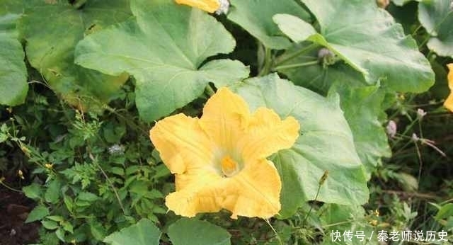 烧出来|可别小看这种藤上开的花,拿回家烧出来的美味,老公对你刮目相看