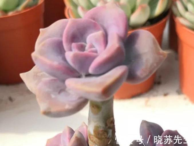 最爱多肉紫乐,好养殖易出状态,非常容易爆盆