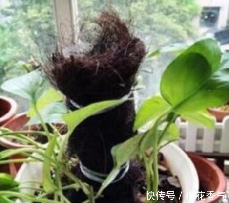 想把绿萝养成“树”请塑料瓶来帮忙,一分钱不花,养成大叶萝!