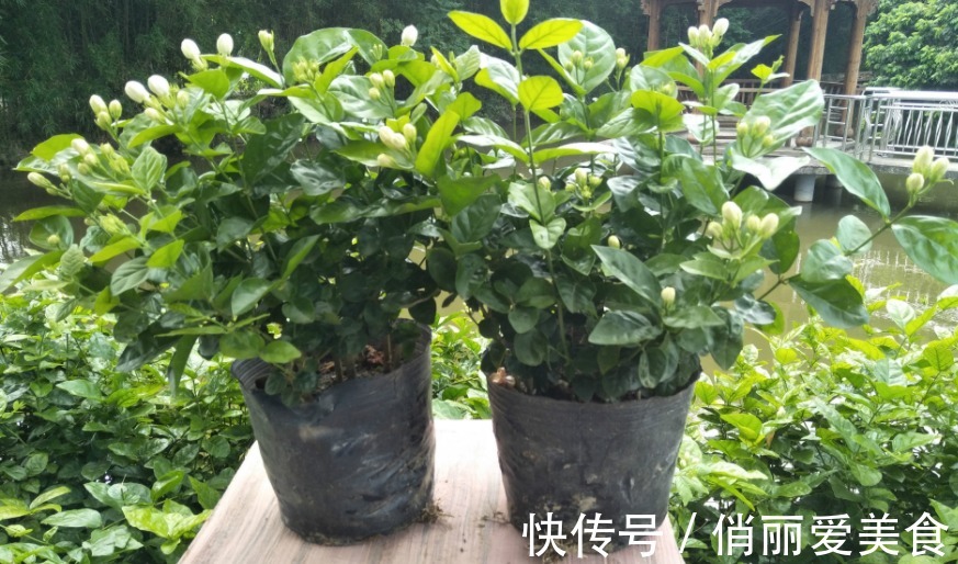 夏季养茉莉，想花开爆盆，芳香四溢，盆栽管理得注意此3点