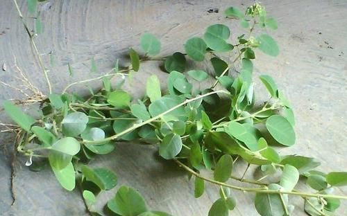 治疗|农村有一种草叫金钱草,是治疗结石常用草药,还可用于跌打损伤