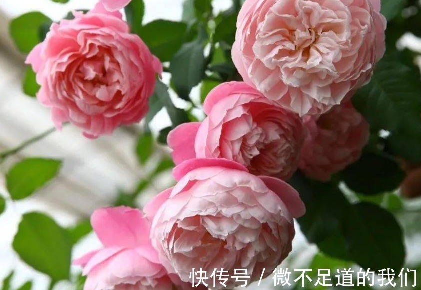 它们是有着“花中皇后”称号的月季,却又被赞誉为“仙女”