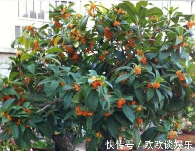 花卉|家里阳台必养此款花卉,镇宅又聚财,天天好运来,养好还开花!