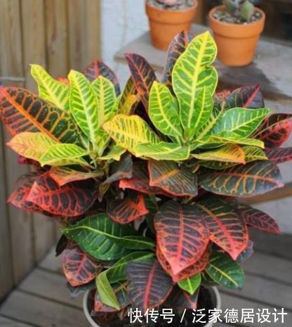 出问题|养不好开花植物就养它,只要掌握技巧,叶片五颜六色,比花还好看