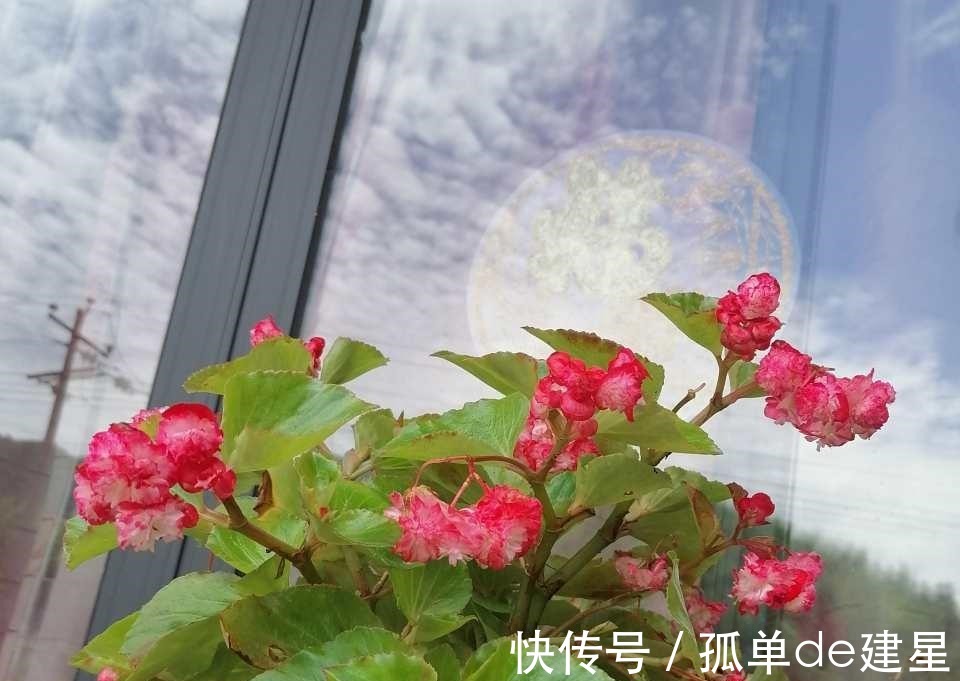 长势|这3种花别喷水,很容易烂叶,管住手长势好!