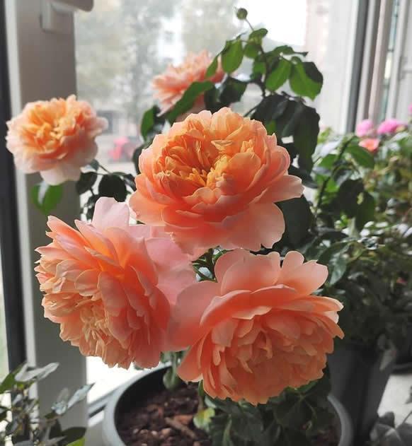 此花最适合阳台”盆栽“,只需一个小盆,开花勤快,一年开300天