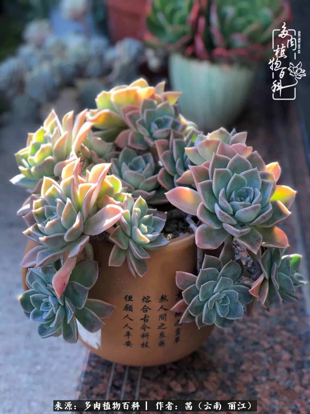 一年四季不同景，一院多肉陪我后半生！