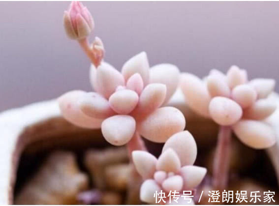 生活环境|3种多肉漂亮又好养,扔盆里不用管都能长爆盆,懒人新手都能养好