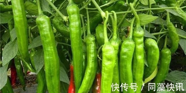 养花不成“改种菜”,红辣椒种在“编织袋”里,一次能摘30斤