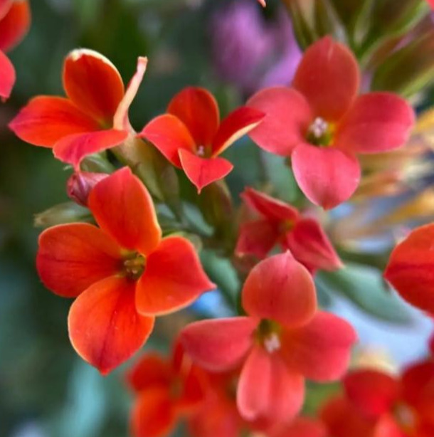 品种|75个长寿花品种，一个比一个美，一起来认识一下吧！