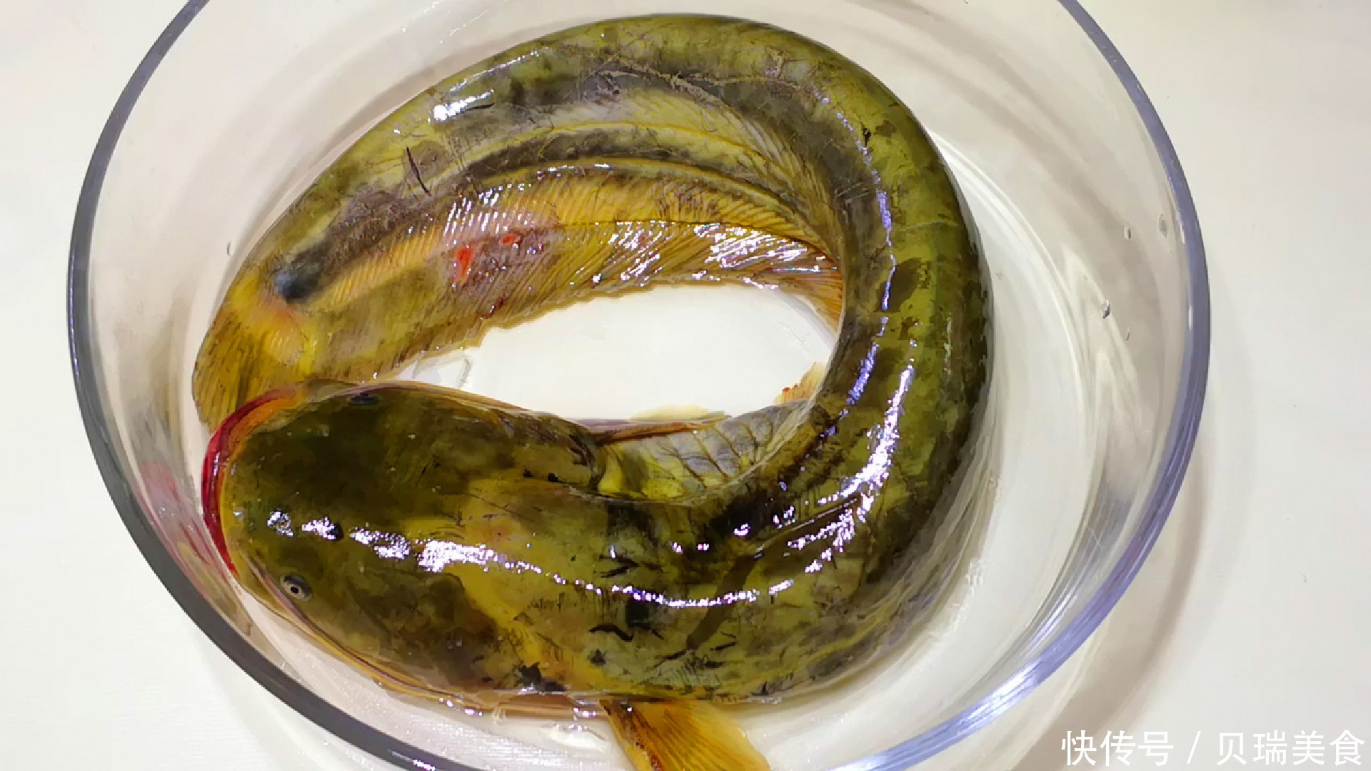 味道|鲶鱼好吃有诀窍,做好关键2步,鲶鱼土腥味全无,味道特别鲜美