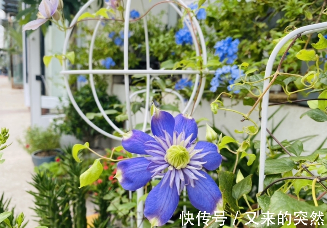 入冬修剪,这9种花,剪错不开花、杆子会枯死