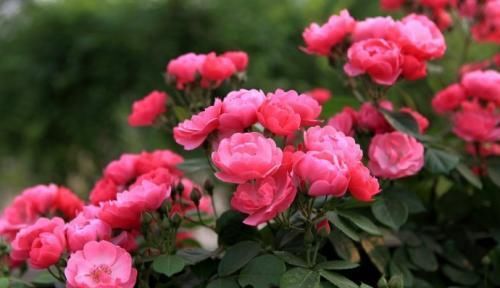 阳台养花选它，香味浓郁花量大，好养易繁殖，开花美极了