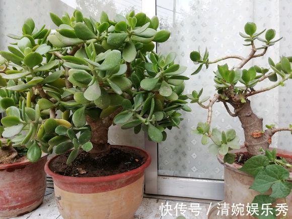 3种“转运”树,再贵也要买1盆,放在客厅,有“保安康”的寓意!
